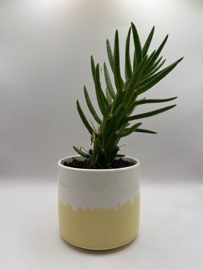 Emotional Support Plant