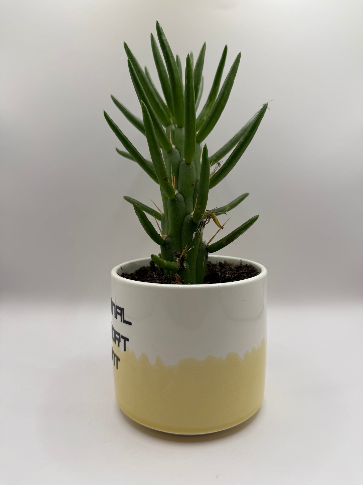 Emotional Support Plant